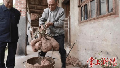 100斤！衡阳有人在地里刨出个“大家伙”