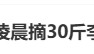 82岁父亲凌晨3点起床摘了30斤李子，儿子：收到时眼睛湿润了