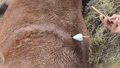 紫牛头条｜多地发生动物遭热成像无人机投箭射杀事件，记者调查：已有地区将该设备列为禁猎工具