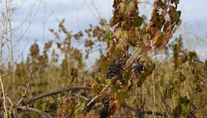 “这是我从业30年来最严峻的局面”