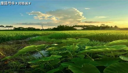 刘铭诚：8.18国际黄金原油期货交易后市行情走势预测及操作建议