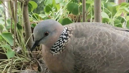 “戴珍珠项链”小鸟又现佛山街头！警方重要提醒