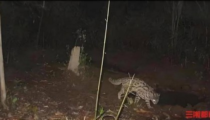 长沙县惊现豹猫！提醒：若遇“条纹刺客”，请保持5米以上安全距离