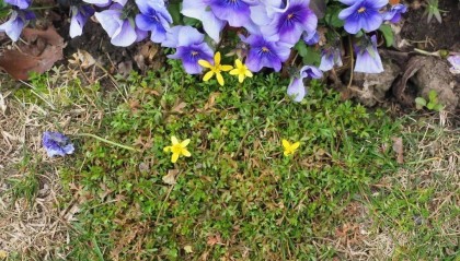 150年后重遇，消失已久的“上海原住民”被发现！