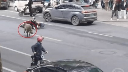 “疯狂”的野猪，“赔本”的猎人