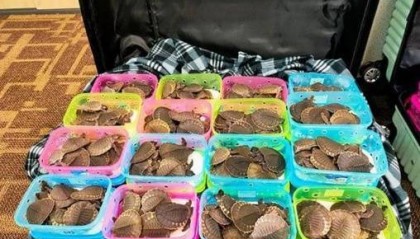 七个行李箱装满，两女子想走私4300多只乌龟，吉隆坡机场被捕
