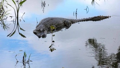 飞机迫降亚马逊鳄鱼巢穴！被鳄鱼和蛇整晚盯着，被困36小时后获救
