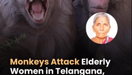 印度女子煮水洗澡遭猴群袭击，惊吓中热水泼到自己身上，烫伤身亡