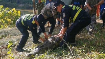 云南一310斤鳄鱼凌晨破笼脱逃：在鱼塘找到，特警开枪击毙