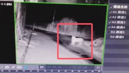 又有老虎进村？监控拍到疑似身影，黑龙江当地政府已逐户通知非必要不外出