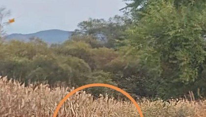 男子在珲春村道上偶遇野生东北虎，乡政府：已对村民预警提示，当地属东北虎豹国家公园保护区