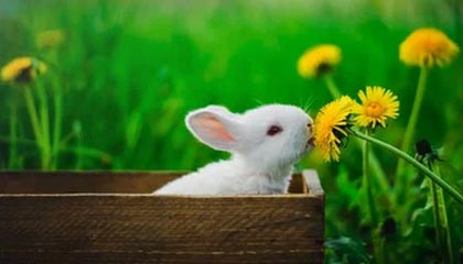 黄金期货交易困境:为何有时无法平仓?