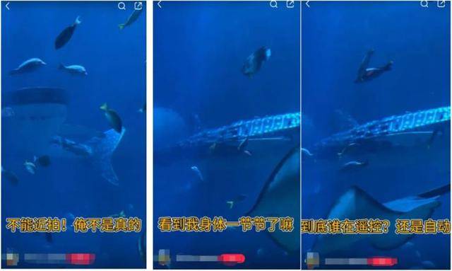 海洋馆里的鲸鲨竟是“机器鱼”,游客怒了!假鲸鲨贵的也要千万元,专家:确实有难处
