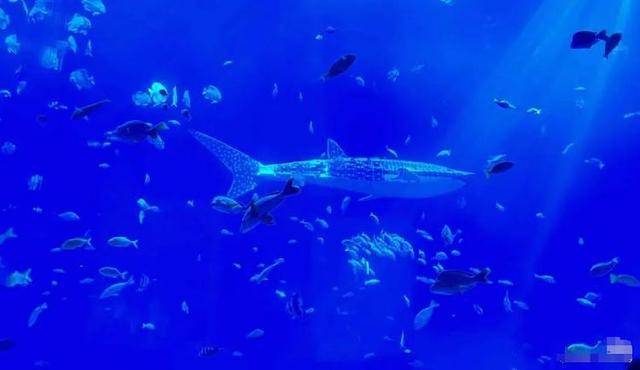 海洋馆里的鲸鲨竟是“机器鱼”,游客怒了!假鲸鲨贵的也要千万元,专家:确实有难处