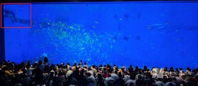 海洋馆里的鲸鲨竟是“机器鱼”,游客怒了!假鲸鲨贵的也要千万元,专家:确实有难处