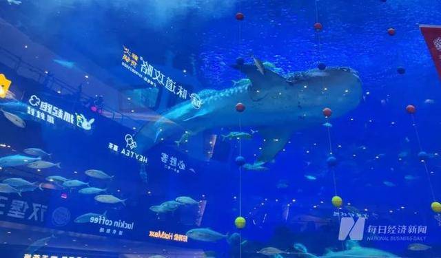 海洋馆里的鲸鲨竟是“机器鱼”,游客怒了!假鲸鲨贵的也要千万元,专家:确实有难处