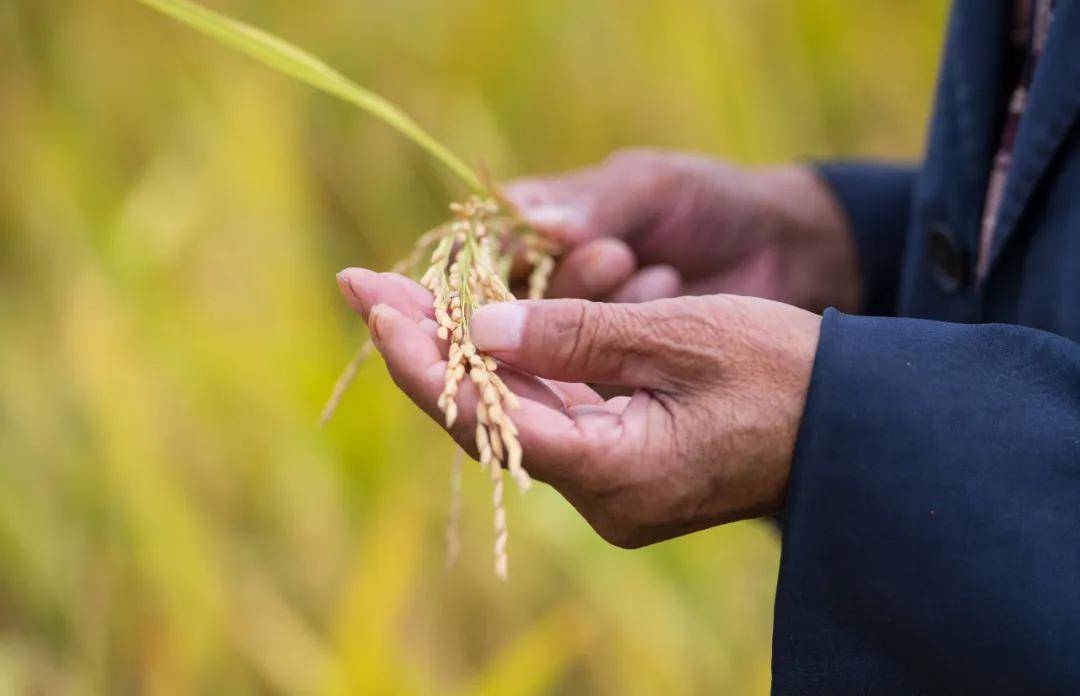 儿子靠不住,农村现在流行养女防老