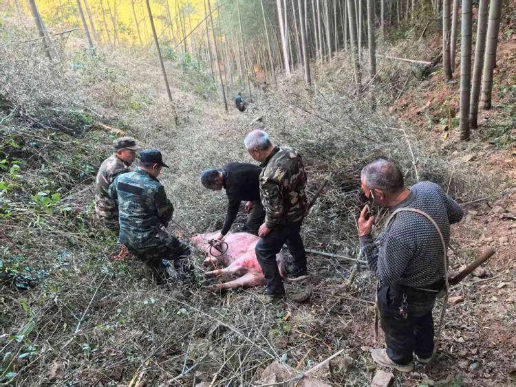 300多斤的猪跳过1.5米高钢板门,失踪26天,失主:找回时还有280多斤!