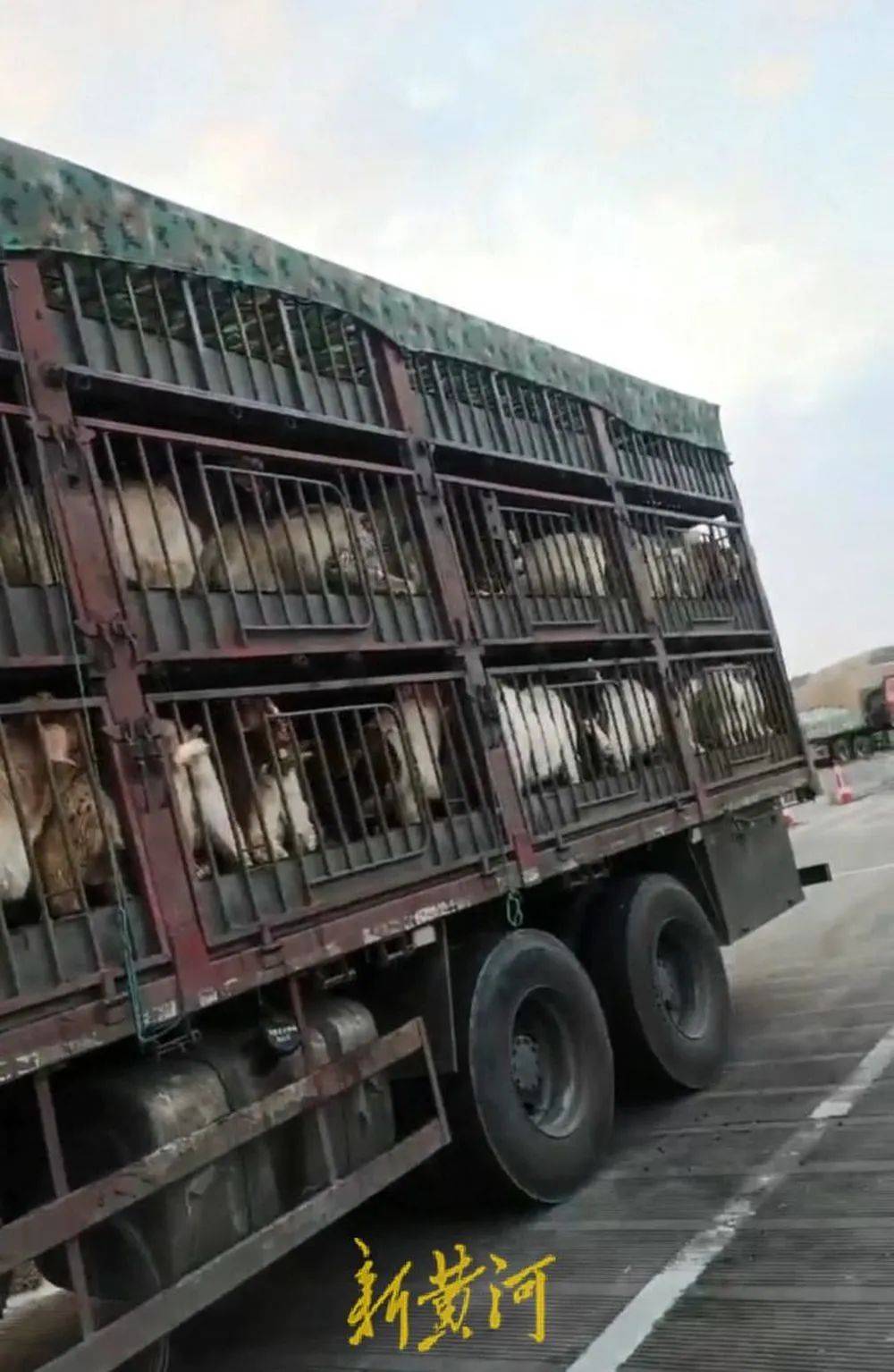 江苏养殖户称543只羊运到贵州遭羊贩盗卖,当地警方立案又撤案,镇政府:双方合作养羊,账目存在分歧引发纠纷