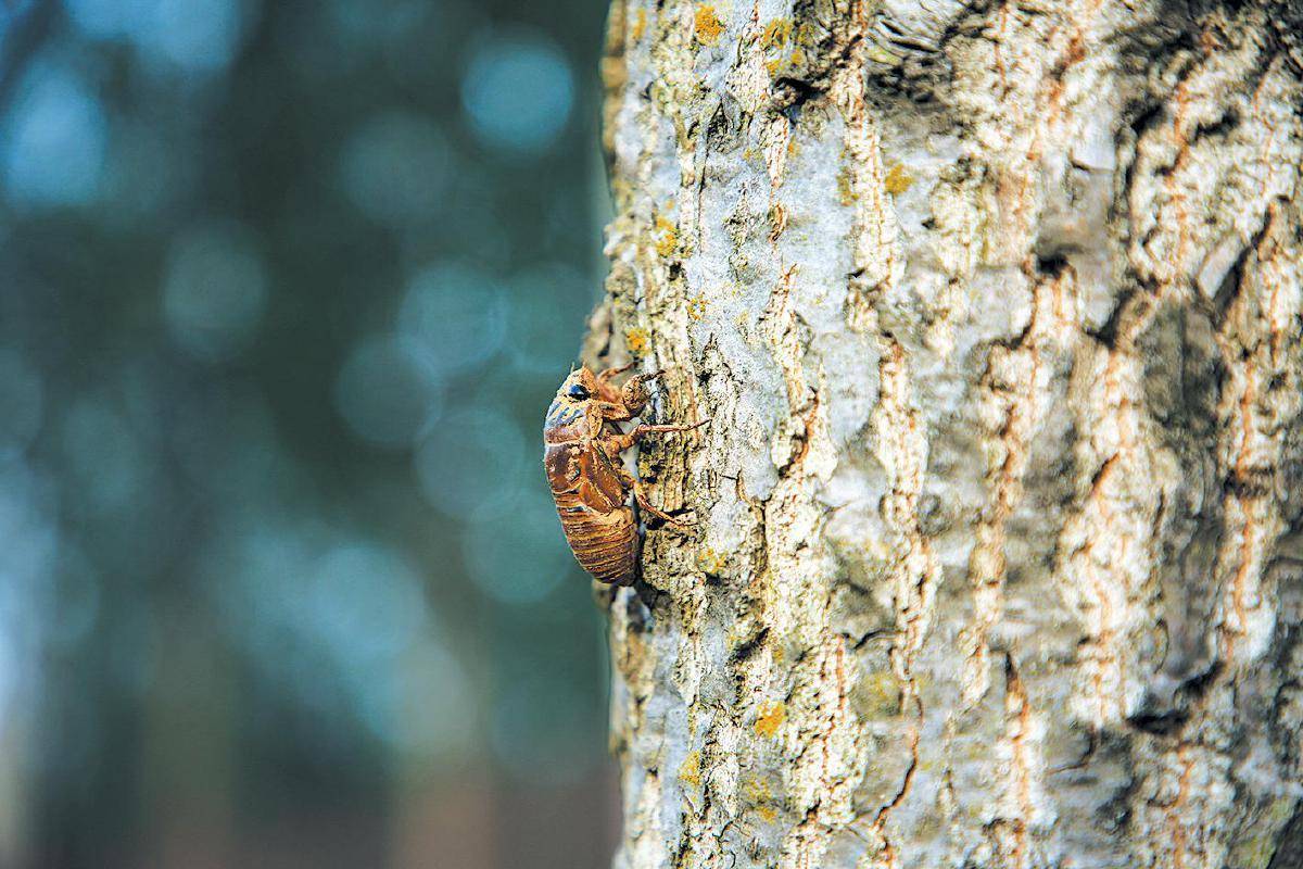 夏夜在公园里抓“季鸟猴”,违规吗?