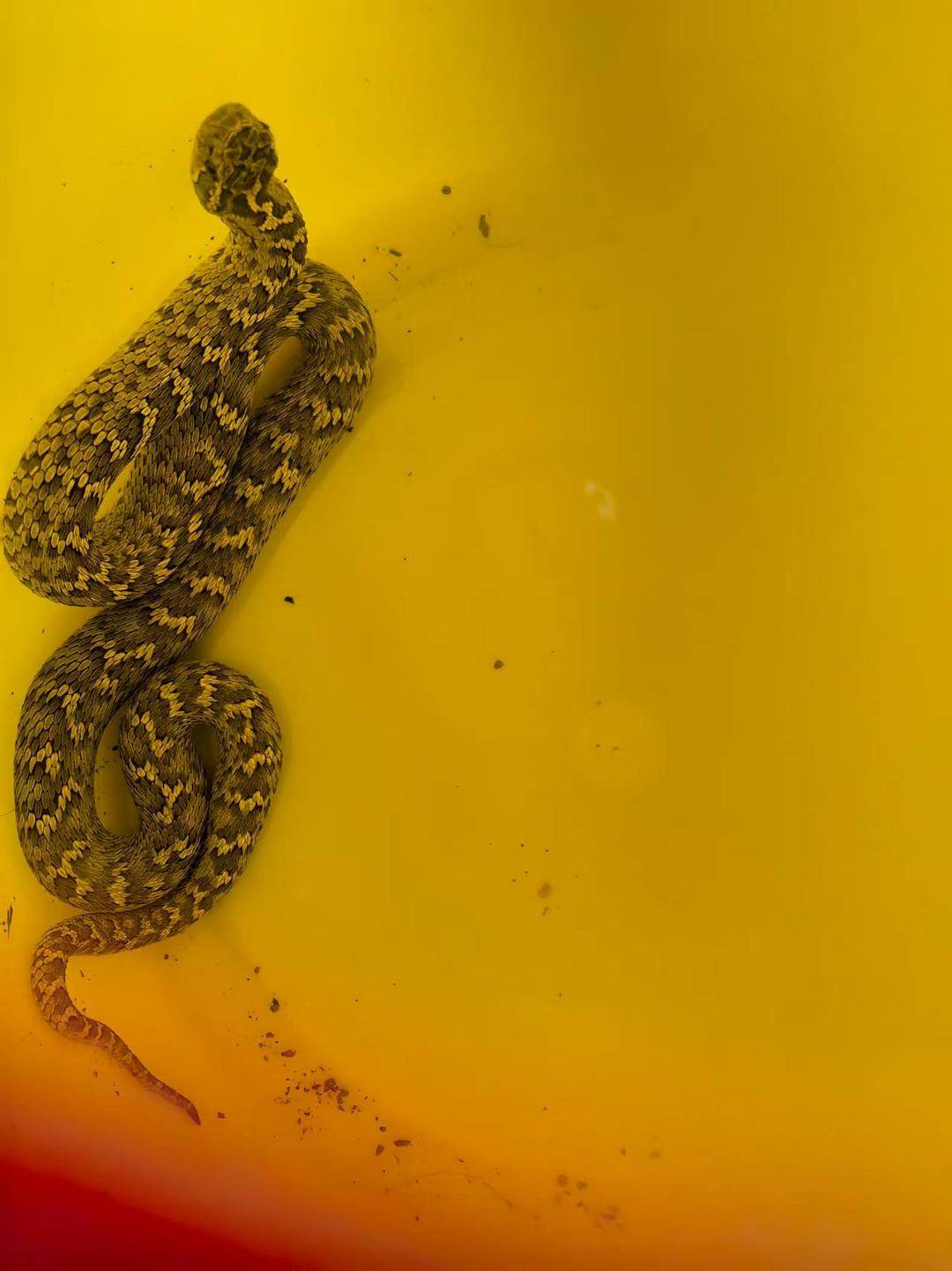 青海一男子被罕见剧毒阿拉善蝮蛇咬伤,因无血清一度想放弃治疗 警车开道转运700公里救命