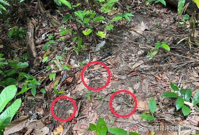 洪森忍不住先动手,边境惊现地雷阵,本辛一句话,让战火压不住了