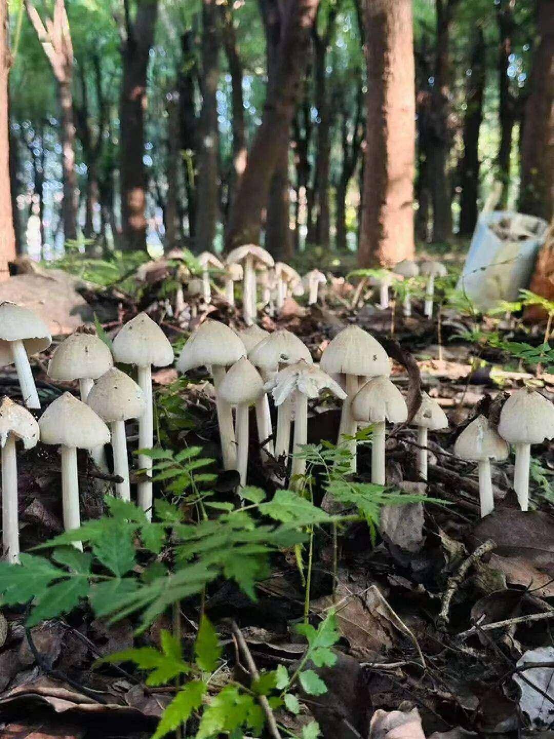 云南姑娘今年在杭州采了200斤鸡枞菌!专家提醒