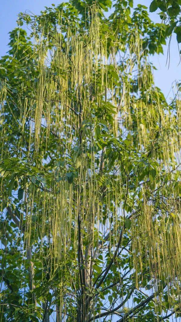 武汉这条路上大量出现,长达1米!到底是啥?