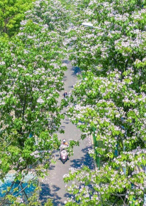 武汉这条路上大量出现,长达1米!到底是啥?