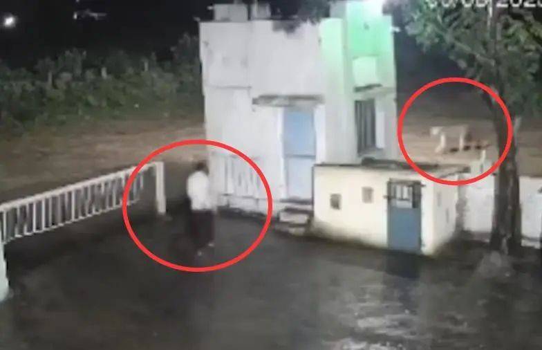 印度一男子后院与狮子相逢,双方都被吓懵,狮子扭身先逃