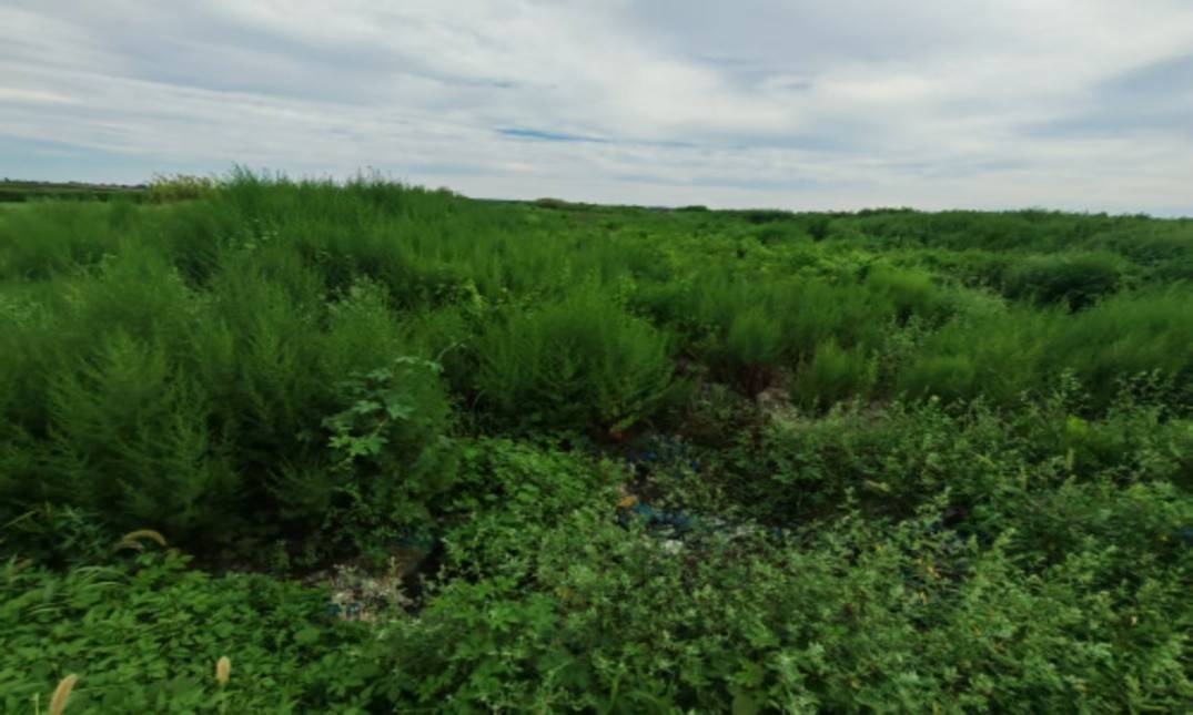 山东莱阳: 永久基本农田内惊现渗坑排污