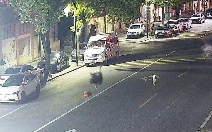 浙江车主一觉醒来傻眼了:谁干的?!警方:“肇事者”200斤,不是人