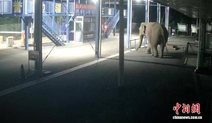 云南西双版纳:一亚洲象深夜经中老边境曼庄通道出境