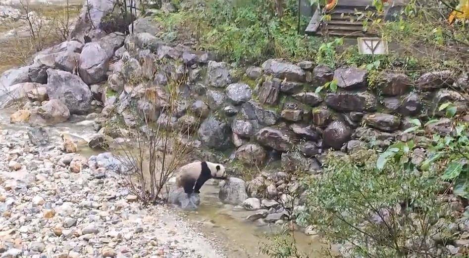 游客在陕西龙吟峡偶遇大熊猫过河,景区:系纯野生秦岭大熊猫,今年首次发现