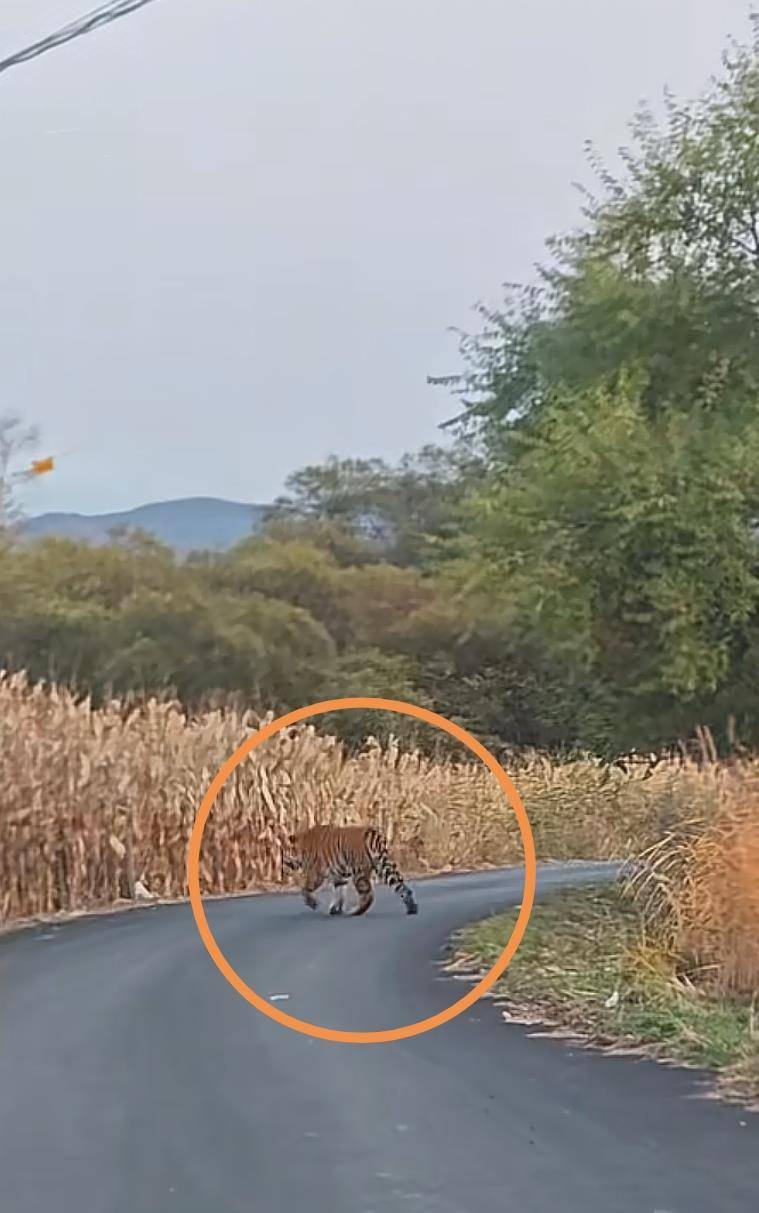 男子在珲春村道上偶遇野生东北虎,乡政府:已对村民预警提示,当地属东北虎豹国家公园保护区