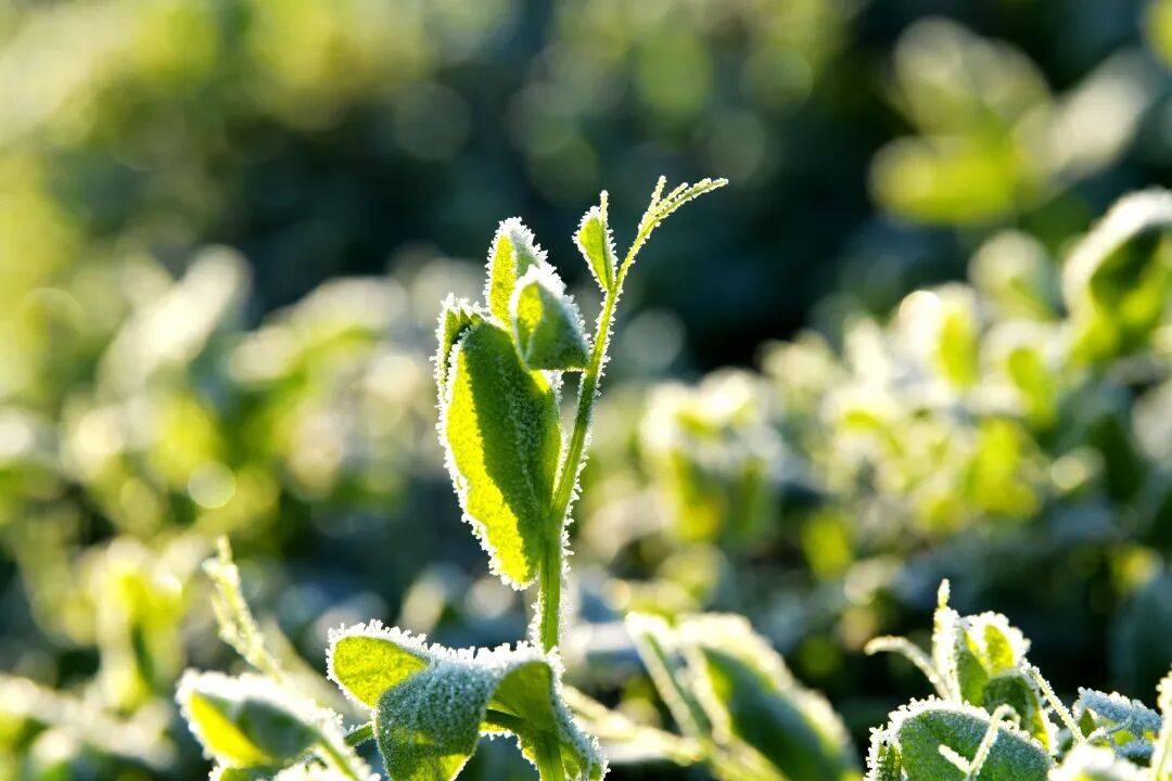 本周气温虽有起伏,但整体寒意持续加码